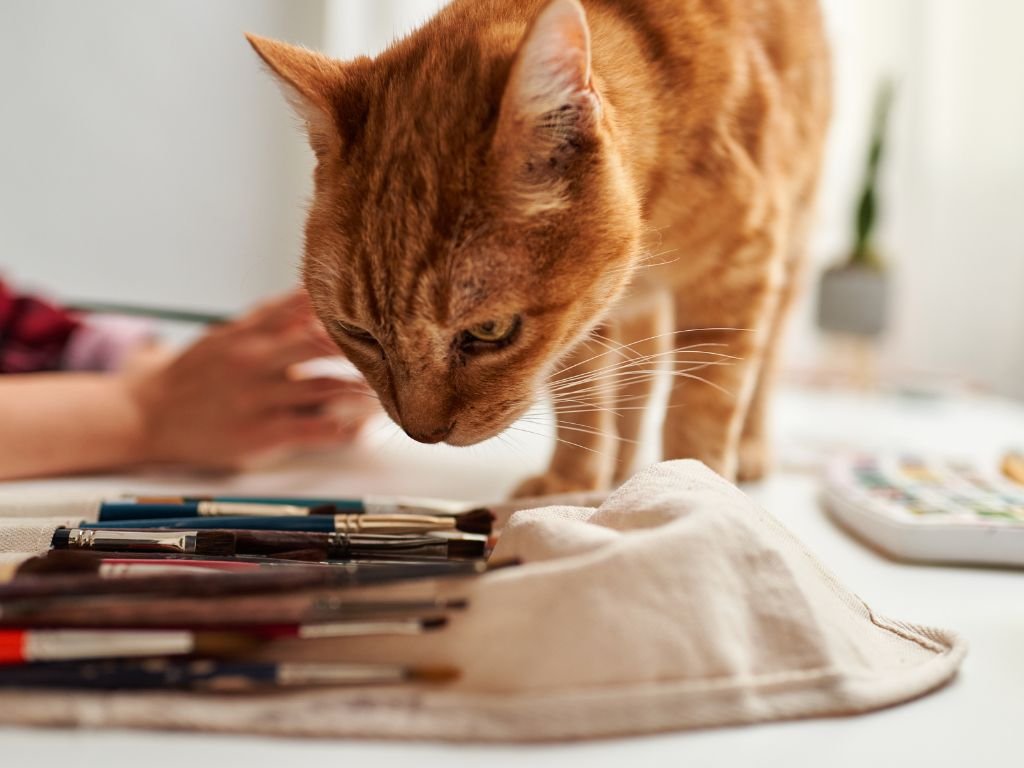 About Us - Decluttercat - 2